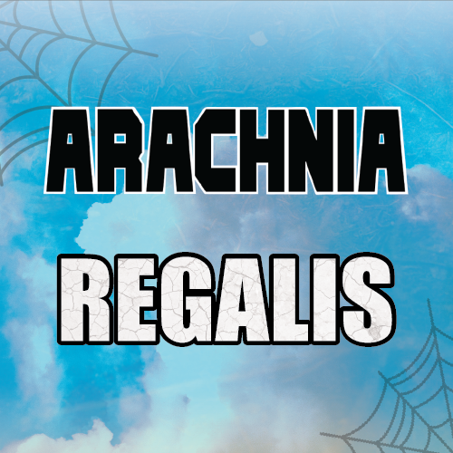 Arachnia - Regalis