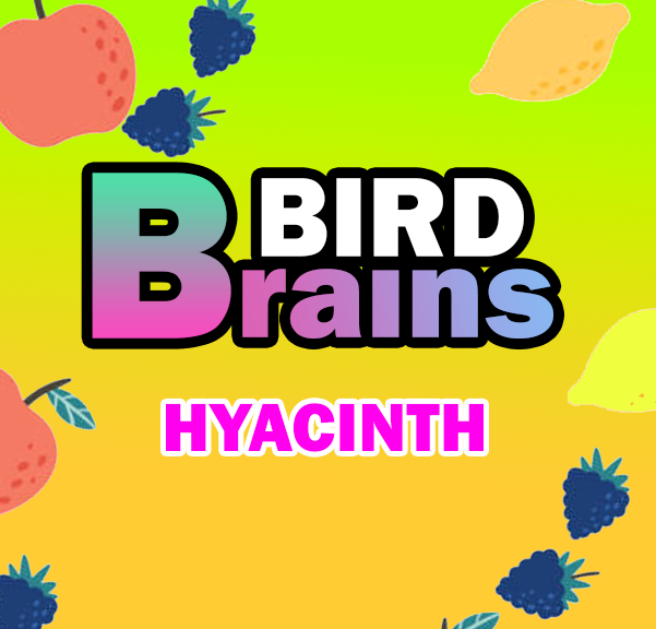 Bird Brains - Hyacinth